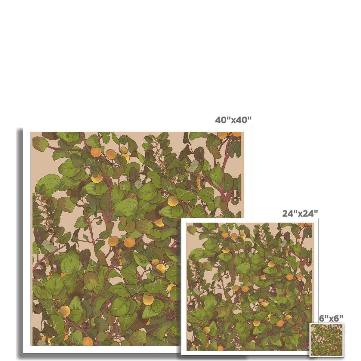 Sidr Foliage Hahnemühle German Etching Print