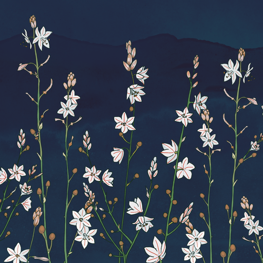 Asphodel