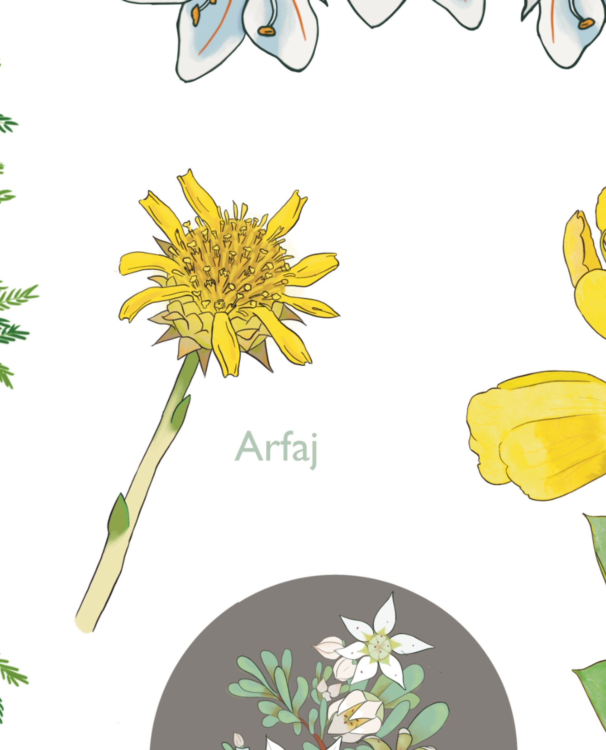 Plants of the Arabian Gulf - Stickers