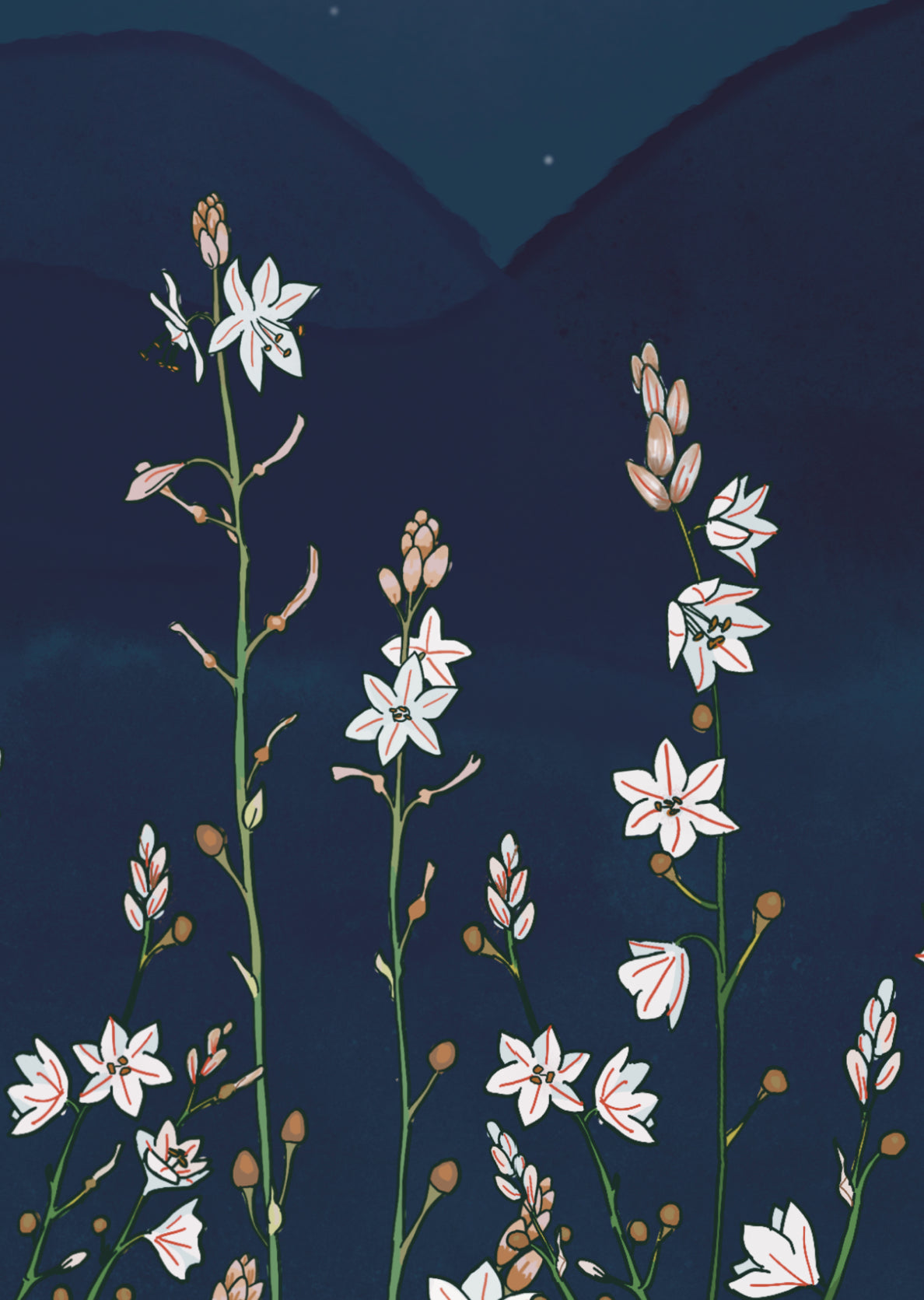 Asphodel Lilies on Midnight - Art Print