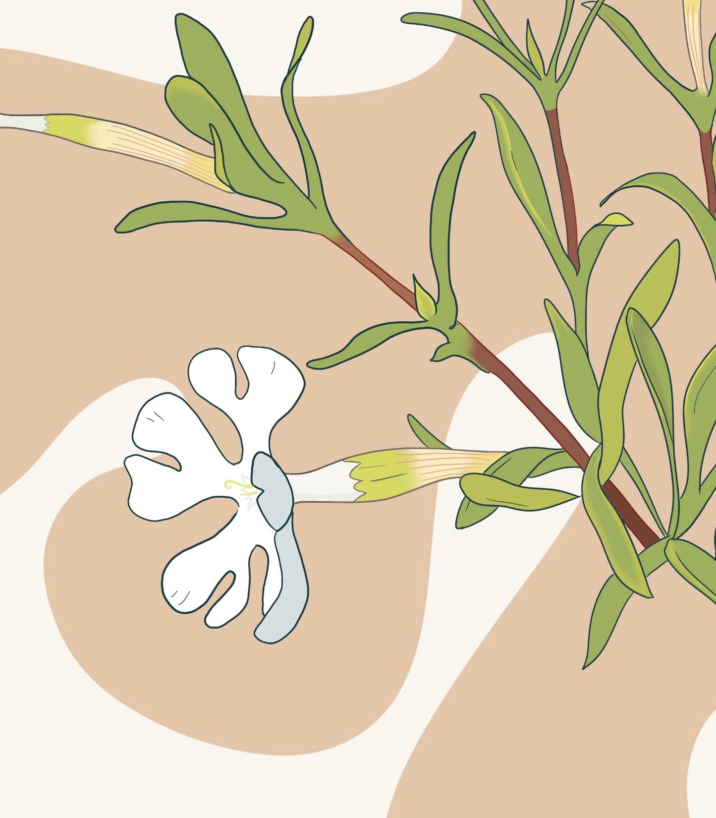 Desert Campion - Art Print