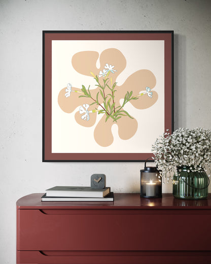 Desert Campion - Art Print