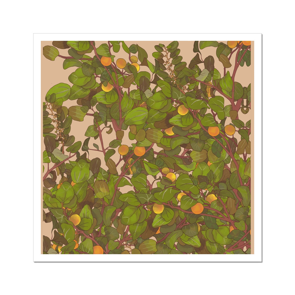 Sidr Foliage Hahnemühle German Etching Print