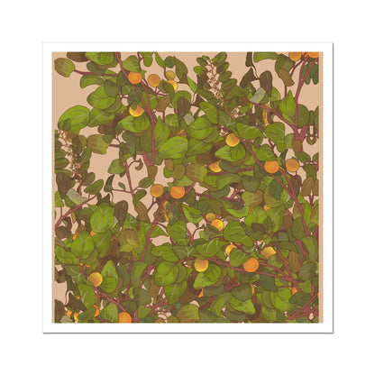 Sidr Foliage Hahnemühle German Etching Print